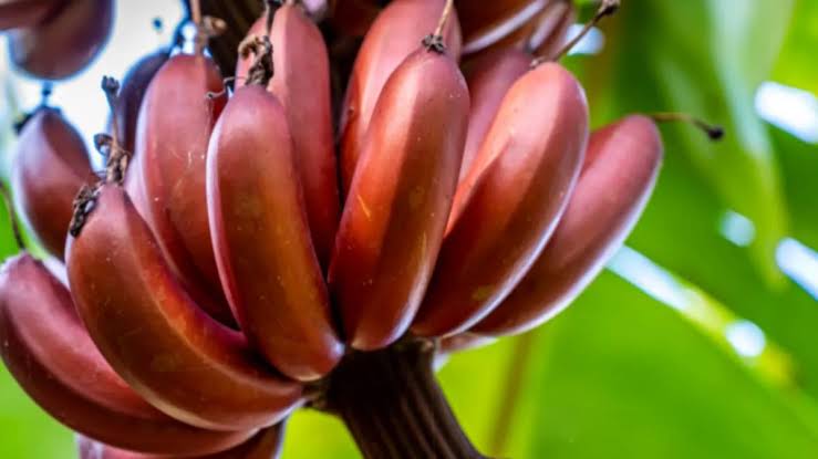 Red Banana Benefits